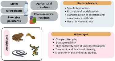 Amphibians in ecotoxicology: Recent advances across diverse regions