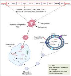 Macrophage-derived microparticles facilitate the dissemination and spread of Japanese encephalitis virus and offer targets for antiviral intervention