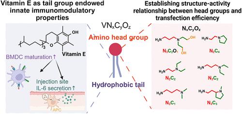 Iterative Screening of Vitamin E-Based Functional Lipid Nanoparticles for mRNA Delivery