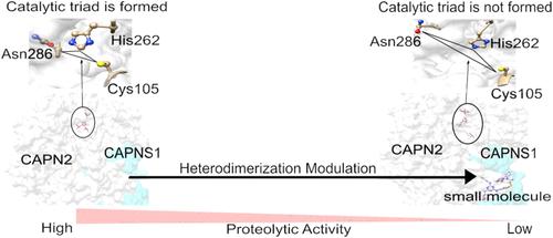 In Silico Screening for Small Molecules to Alter Calpain Proteolysis through Modulating Conformation Changes Induced by Heterodimerization