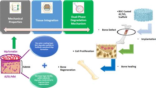 Dual-Phase Degradation and Hydroxyapatite Formation in Bioactive Glass Ceramic-Coated Aluminum Titanate Scaffolds for Bone Applications