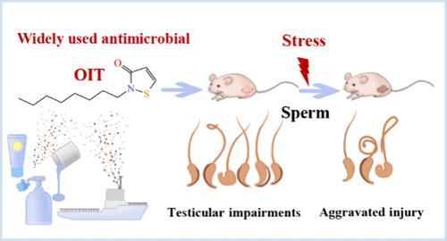 Screening and Evaluation of Male Reproductive Effects of Isothiazolinones at Human-Relevant Levels in Mammals: Direct Impairments and Increased Susceptibility to Subsequent Spermatogenic Stress