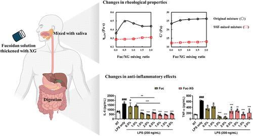 Rheological Properties of Fucoidan–Xanthan Gum Mixture in the Presence of Simulated Salivary Fluid and Its Anti-Inflammatory Effect after In Vitro Digestion
