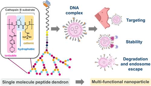 Intracellular Nanodelivery of DNA with Enzyme-Degradable and pH-Responsive Peptide Dendrons