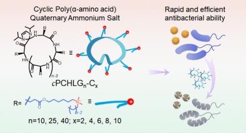 Cyclic Poly(α-amino acid) Quaternary Ammonium Salt with Potent Antibacterial Activity and Low Toxicity
