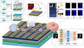 Multifunctional heterojunction synaptic transistors based on transferred organic semiconductor crystals for superior visual adaptation