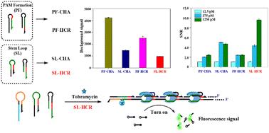 Sensitive aptasensing of tobramycin through a rational design of catalytic hairpin assembly and hybridization chain reaction amplification monomers for CRISPR/Cas12a activation†