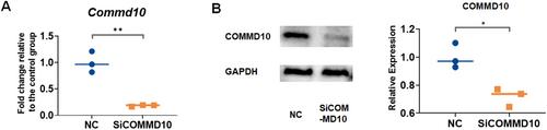 COMMD10 Regulates Angiogenesis and Bone Formation via Rap1 Signaling Pathway