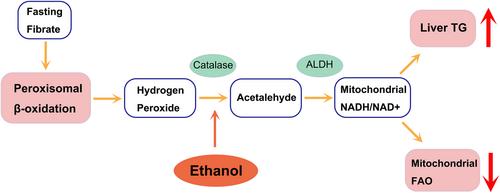 Induction of Peroxisomal β-Oxidation as a Critical Mechanism for Ethanol-Induced Hepatic Triglyceride Accumulation