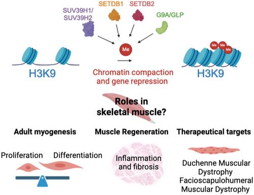 The SUV39 Family of H3K9 Methyltransferases in Skeletal Muscle Stem Cells