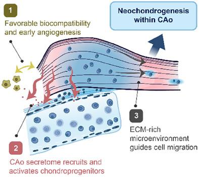 Chondrogenic Potential of Cryopreserved Aortic Allografts: Guiding Perichondrial Regeneration in Tracheal Repair