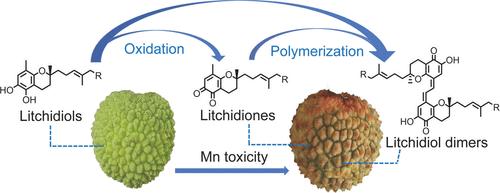 New Litchidiols and Their Derivatives of Oxidation and Polymerization contribute to the Occurrence of Dark Pericarp Disease in Litchi