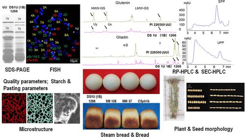 Disomic 1U (1B) Triticum aestivum–Aegilops umbellulata Substitution Lines with Superior Dough Microstructure and Breadmaking Quality