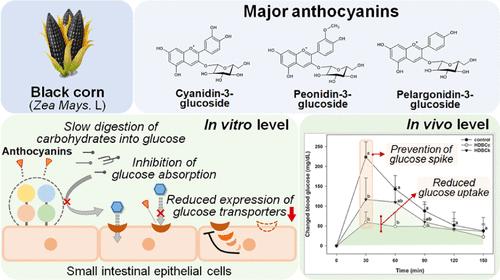 Regulation of Glucose Uptake Level by Black Corn-Derived Anthocyanins at the Small Intestinal α-Glucosidases and Different Types of Glucose Transporters