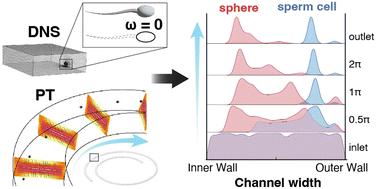 Deciphering the unique inertial focusing behavior of sperm cells