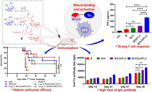 Optimization, Immunological Evaluation, and Combination Study of Mincle-Dependent Self-Adjuvanted Anti-Tn Cancer Vaccines with an External Adjuvant