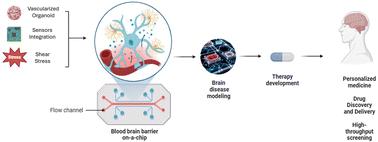 Recent advances in 3D models for multiparametric blood–brain barrier detection in microfluidic systems