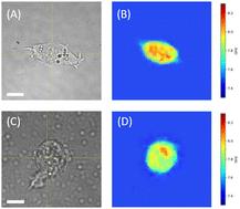 Brillouin microscopy analysis of the fibroblast mechanical response to substrate's stiffness
