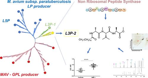 Genome Mining and Chemistry-Driven Discovery of a Cell Wall Lipopeptide Signature for Mycobacterium avium subsp. paratuberculosis Ancestral Lineage