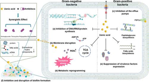 Natural Product Usnic Acid as an Antibacterial Therapeutic Agent: Current Achievements and Further Prospects