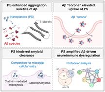 Microglial clearance of Alzheimer's amyloid-beta obstructed by nanoplastics†