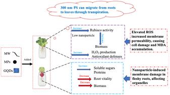 Stress impacts of different types of micro- and nanomaterials on vegetable crops†