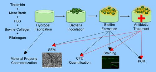 Development and Characterization of a Collagen-Based Three-Dimensional In Vitro Model to Mimic Biofilm Formation in a Wound Bed
