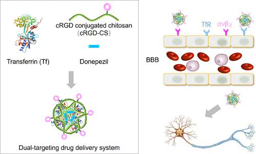 Dual-Targeting Protein-Based Delivery System for Enhanced Drug Therapy of Neurodegenerative Disorders