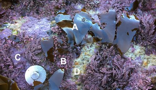 Recruitment of intertidal kelps Hedophyllum sessile and Alaria marginata (Laminariales) to articulated and crustose coralline algal species
