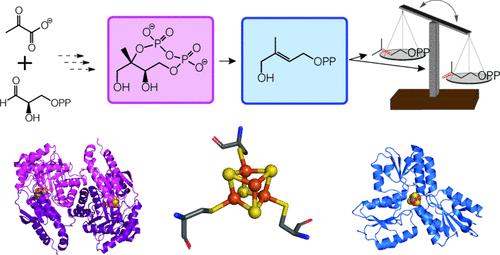Iron–Sulfur Cluster Enzymes of the Methylerythritol Phosphate Pathway: IspG and IspH