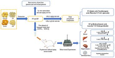 Enhancing cognitive memory function with kumquat (Fortunella japonica Swingle) polyphenol extract: mechanisms of action in d-galactose-induced aging model mice†