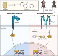 Daidzein alleviates CCl4- and BDL-induced liver fibrosis via suppressing the integrin alphaVbeta1/YAP signaling