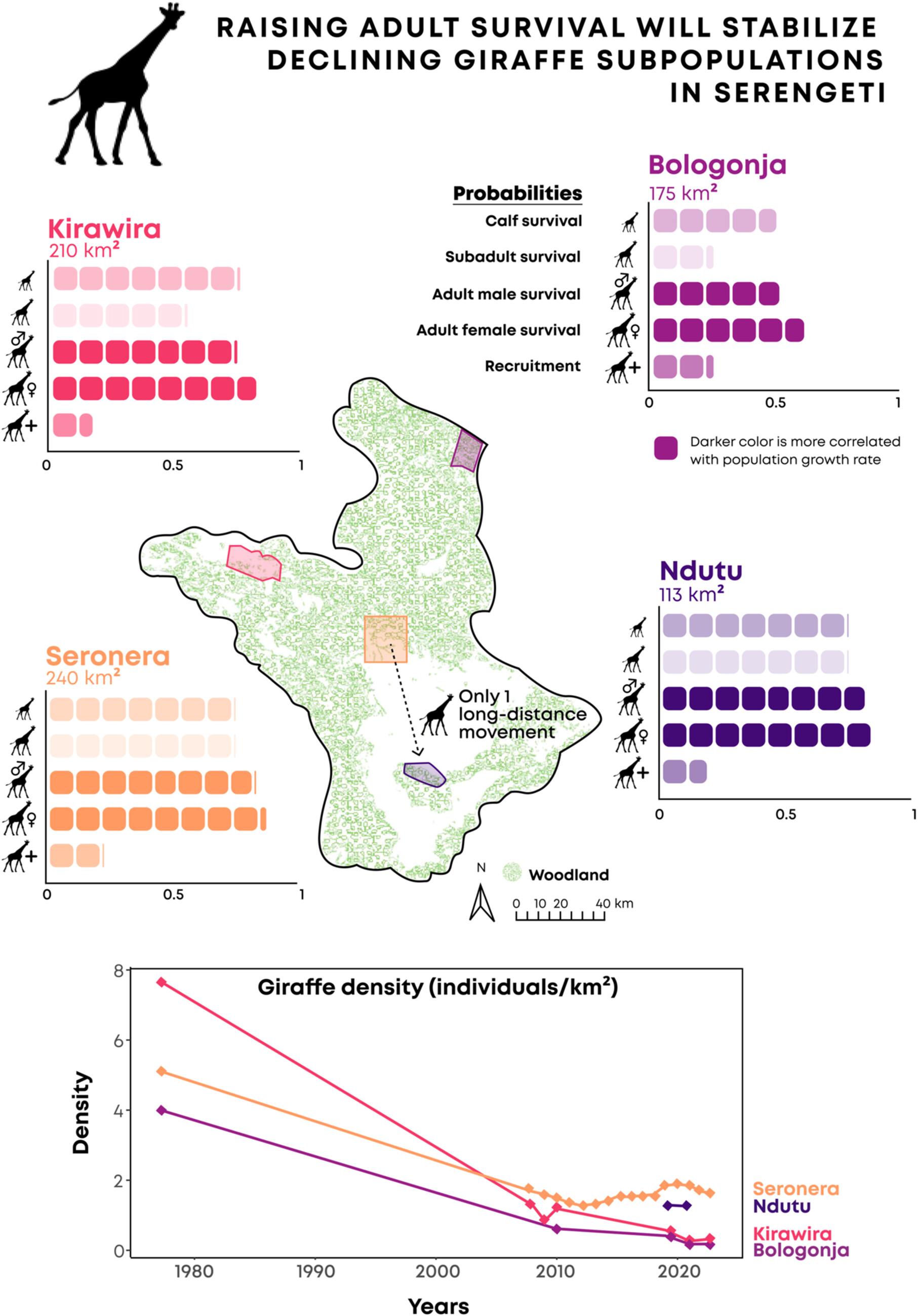 Demographic drivers of population dynamics reveal subpopulation-specific conservation needs for giraffes in the Serengeti Ecosystem