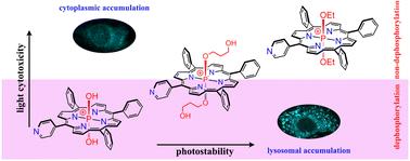 Game of ligands: tuning the photodynamic activity of P(v) porphyrins in aqueous media†