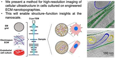 An engineered platform to study the influence of extracellular matrix nanotopography on cell ultrastructure†
