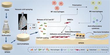 A dual-functional biodegradable composite coating fabricated on sulfonated PEEK via vacuum cold spraying: immunomodulation-driven osteointegration