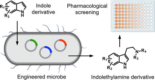 Bioproduction of a Large-Scale Library of Tryptamine Derivatives for Neuropsychiatric Drug Screening