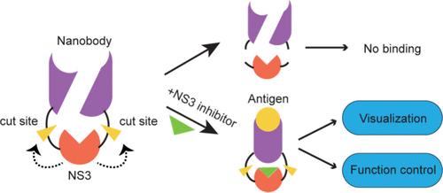 Protease-Containing Nanobodies for Detecting and Manipulating Intracellular Antigens Using Antiviral Drugs