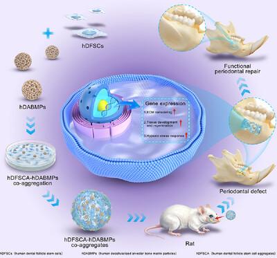 Development-Inspired Biomimetic Cell-Niche Coaggregates Safeguard Tooth Stem Cell-Based Functional Tissue Regeneration