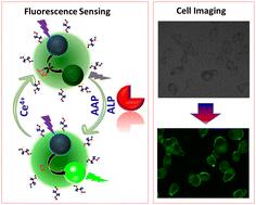 Synthesis and design of terbium-activated CaWO4 nanocrystals for fluorescence sensing of alkaline phosphatase and bioimaging applications†