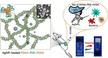 A fine-tuned thermosensitive hydrogel for wound reparation via phase transition offering excellent antibacterial activity†