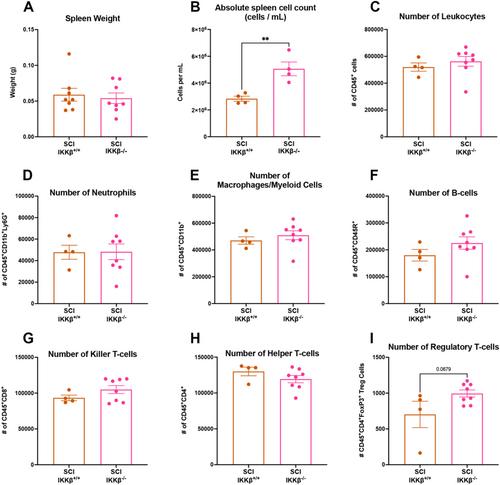 Microglial IKKβ Alters Central and Peripheral Immune Activity at Distinct Time Points After Spinal Cord Injury