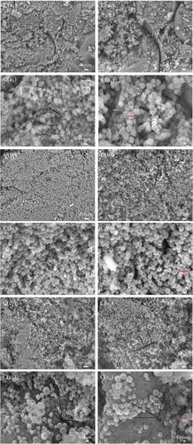 Analysis of grain nutrient accumulation and filling characteristics across quinoa varieties with different inflorescence types on the Qinghai plateau