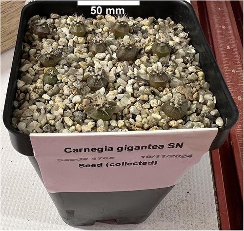 Establishment patterns of saguaro cactus (Carnegiea gigantea) at the microsite scale help explain saguaro regeneration and distributions in heterogenous, regional habitats