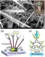Strong blue-light emission in flexible branched nanowire-on-nanowire pristine ZnO nanoarchitectures constructed via tandem multiprong growth†