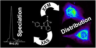 X-ray fluorescence microscopy and X-ray absorption spectroscopy reveal the stability of the plecstatin-1 scaffold in biological model systems: comparison of Ru, Os and Ir analogues†