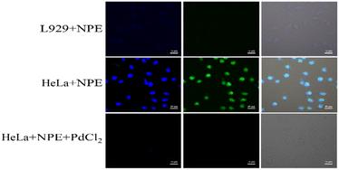 Naphthalimide-based fluorescent ‘turn-off’ probes for palladium ions: structure–activity relationships†