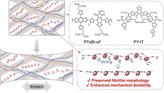 Efficient and robust intrinsically stretchable organic solar cells via mechanically interlocked oligomer integration†