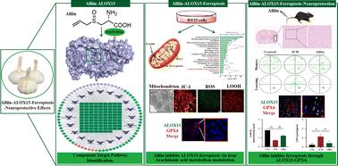 Alliin from garlic as a neuroprotective agent attenuates ferroptosis in vitro and in vivo via inhibiting ALOX15†