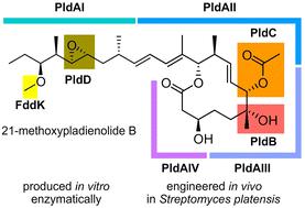 Engineering regiospecific methylation of the pladienolides†
